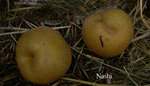 vignette Pyrus pyrifolia, nashi, pomme-poire, poire asiatique, poire japonaise, poire des sables