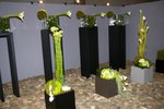 vignette 48-Prix Floralies gantoises