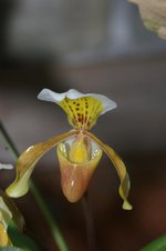 vignette Phalaenopsis gratixianum x helenae