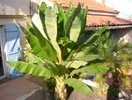 vignette ensete ventricosum debut inflo