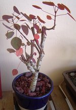 vignette Euphorbia cotinifolia