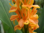 vignette Hedychium Assam orange. - fleurs