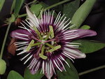 vignette passiflora caerulae victoria