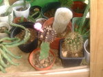 vignette divers cactus