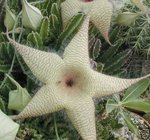 vignette staplia, fleur du dsert de namibie