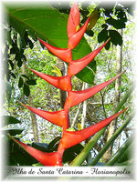 vignette Heliconia