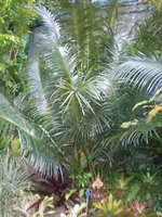 vignette cycas rumphii 1