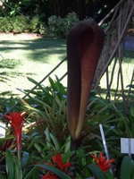 vignette Amorphophallus sp 1