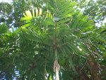 vignette Areca macrocalyx 1