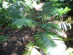 vignette Cycas bougainvilleana 1