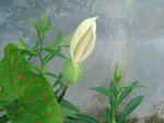 vignette caladium fleur