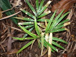 vignette Cycas chamberlainii 1