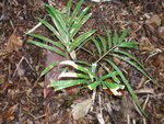 vignette Cycas dolichophylla