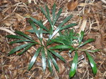 vignette Cycas multipinnata