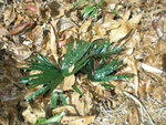 vignette Cycas tropophylla