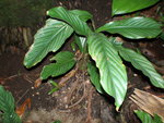 vignette Calathea agyrophylla 1