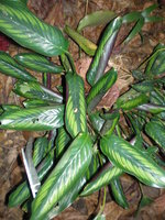 vignette Calathea elliptica 1