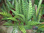 vignette Calathea insignis 1