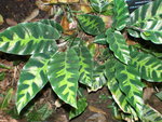 vignette Calathea lietzii 1