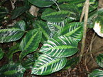 vignette Calathea lindeniana 1