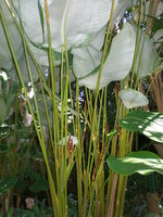 vignette Calathea lutea 1