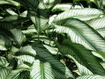 vignette Calathea majestica 'Albo lineata' 1