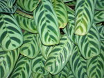 vignette Calathea marxii 'Burle' 1