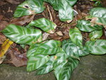 vignette Calathea mirabilis 1