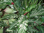 vignette Calathea nigricans 1