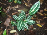 vignette Calathea picturata var leuconeura 'Vanden heckel' 1