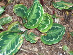 vignette Calathea 'Royal picta' 1