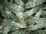 vignette Calathea sanderiana 1