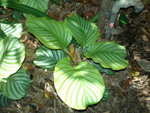 vignette Calathea sp aff grandiflora