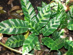 vignette Calathea undulata 1