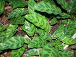 vignette Calathea wiotii 1