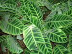 vignette Calathea zebrina 1