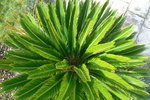 vignette cycas, explosion foliaire...