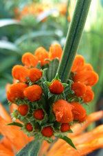 vignette Leonotis leonorus