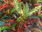 vignette croton  (codiaeum variegatum)