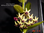 vignette Hoya densifolia