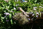 vignette Solanum wendlandii et Tillandsia