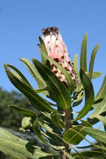 vignette Protea neriifolia (ou Protea laurifolia ?)