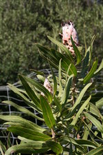 vignette Protea neriifolia (ou Protea laurifolia ?)