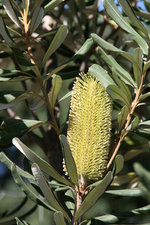 vignette Banksia integrifolia