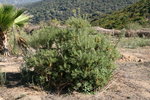 vignette Banksia spinulosa
