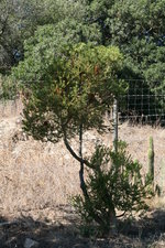 vignette Banksia ericifolia