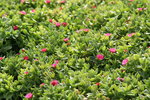 vignette Aptenia cordifolia