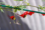 vignette Tropaeolum tricolorum