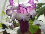 vignette Datura\Datura Metel Ballerina purple