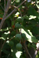 vignette Macadamia tetraphylla